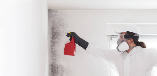 Reliable Chappaqua, NY Mold Remediation Solutions