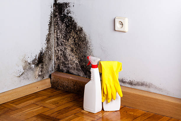 Best Residential Mold Remediation in Chappaqua, NY